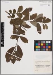 Foto von Salix cinerea L.